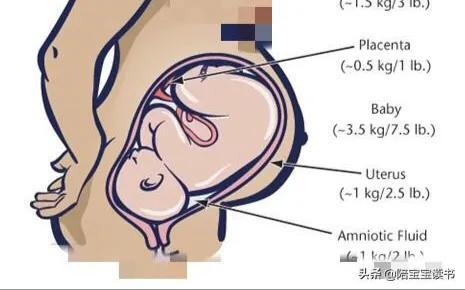 孕晚期是胎儿猛涨期吗？具体是哪几个周？插图40
