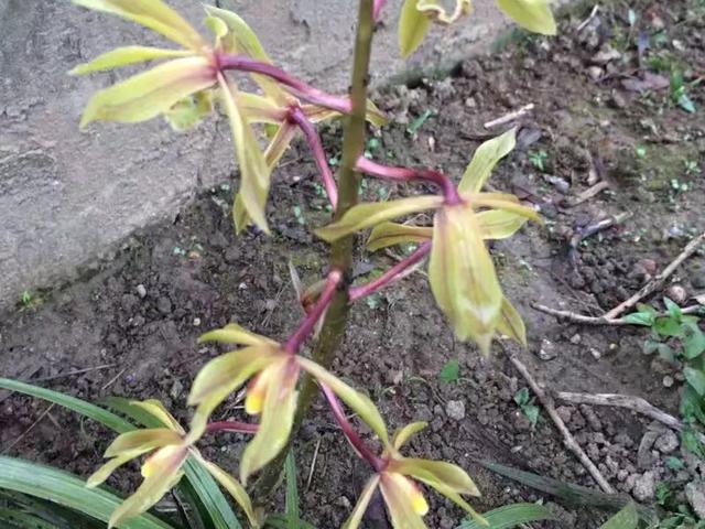 极挑嘉宾摘二级植物:有人说香榧贵是因为采摘困难，是真的吗？