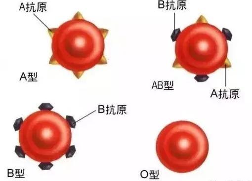 各大血型都有什么特点，性格由血型决定吗A型血抑郁，B型血偏激，O型血中庸之道吗