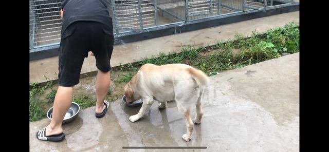 头条问答 父母普遍接受什么狗狗 半只训犬师的回答 0赞