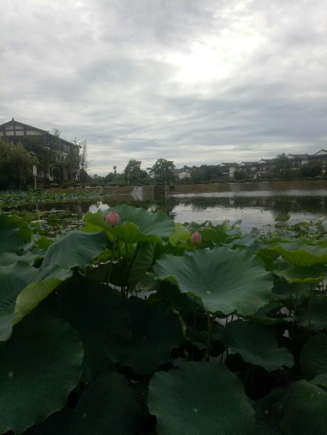 在农村想致富,是专业种地好,还是搞多种经营好？