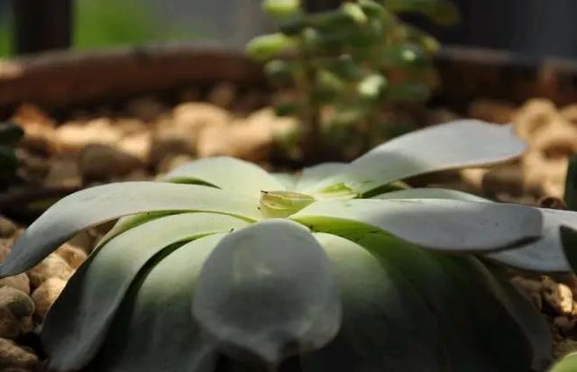 头条问答 夏天砍头的多肉没有爆头秋天可以再砍一刀吗 园艺印象的回答 0赞