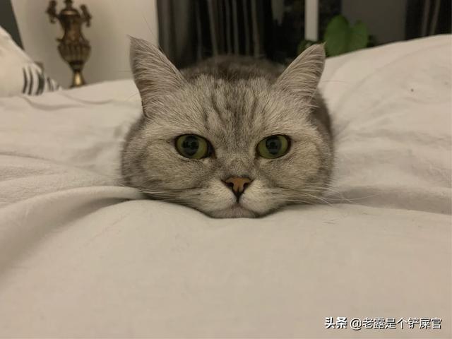 踩到猫了谱子:猫咪便便后总是踩到屎，是因为它蠢吗？