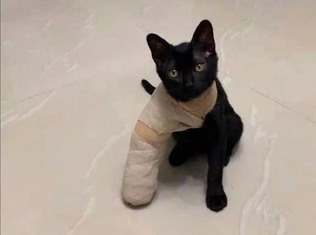 猫市长康复了吗:母猫高位截瘫，拉尿都不知，医院诊断无康复机会，我该咋办？