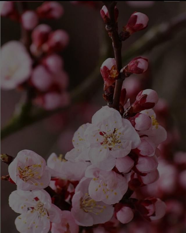 春天的杏花诗句有哪些？