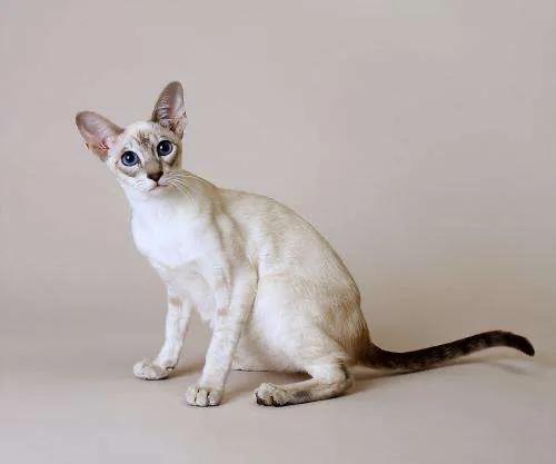 暹罗猫吧:看不懂暹罗猫的行为，求指教？