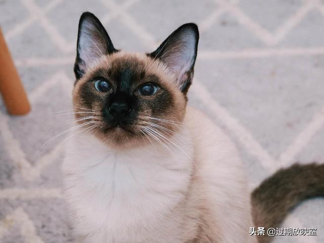 曼克斯猫来历:流浪猫在我家不吃东西也不走是怎么回事？