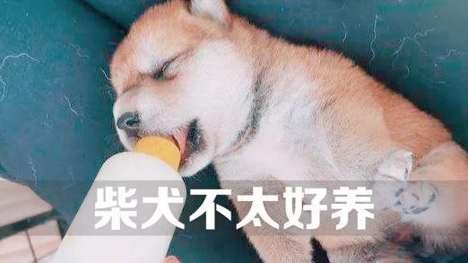 柴犬优缺点:网红狗“柴犬”好不好养？ 柴犬优缺点及适合人群
