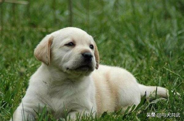 导盲犬是什么狗:为什么导盲犬那么好用，全国的导盲犬却一百多只都不到？