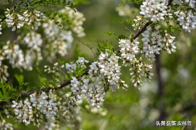 古槐树的灵异事件:白露在即，河南出异象，农村多处洋槐树开花，预示着什么？