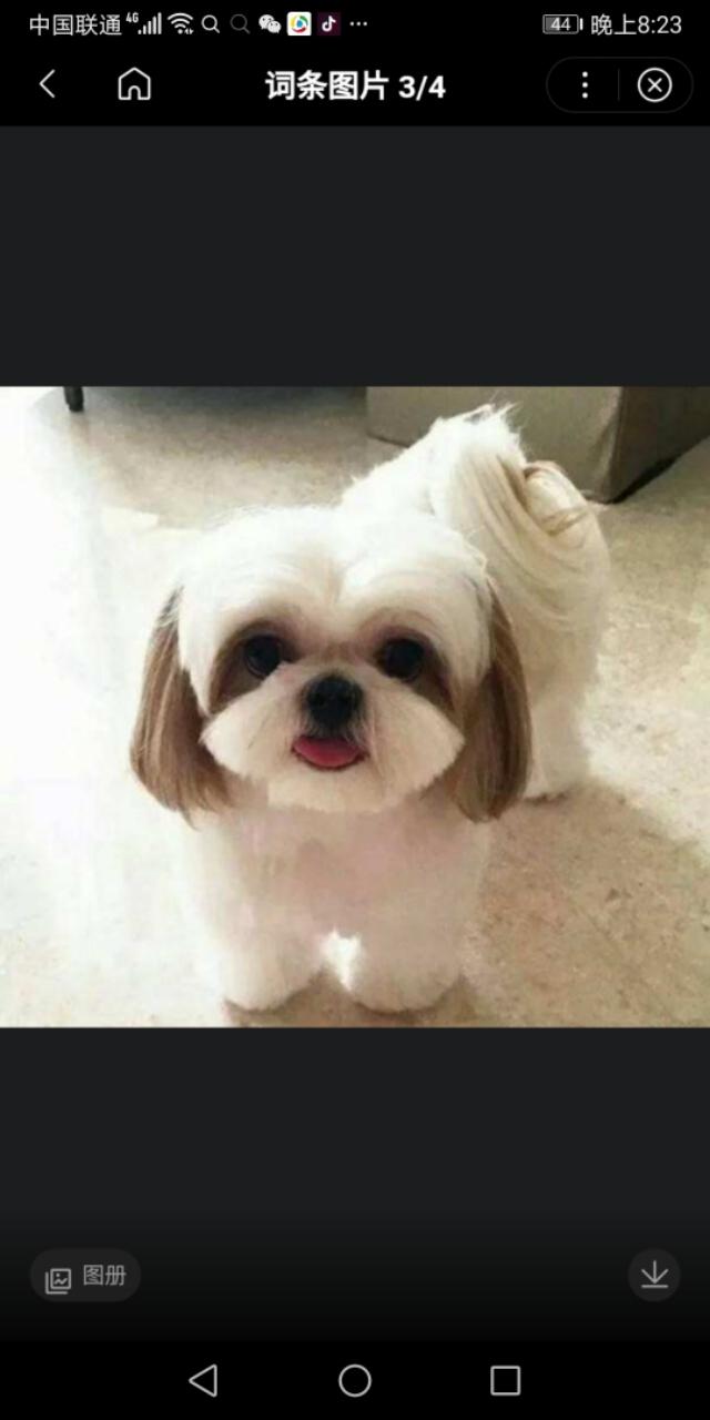 西施犬说明文:西施犬的毛要多久才能长得长？