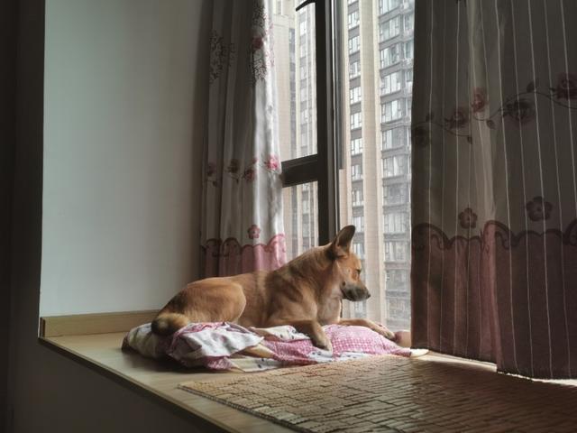 宠物狗品种图片大全:狗品种大全图片及价格图片 狗狗有哪些沙雕搞笑照片？