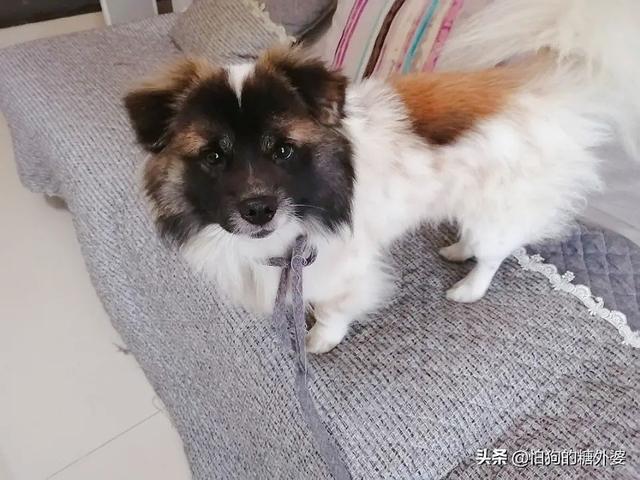 变身吧龙猫下载:日本动漫与中国动漫的区别在哪里？