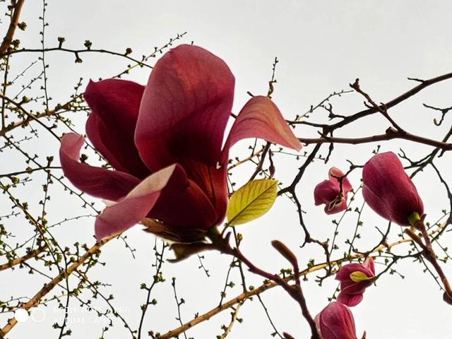 紫玉兰高清图片:紫玉兰图片大全大图 现在紫玉兰花开的正茂盛，大家有收藏紫玉兰花照片吗，分享一下？