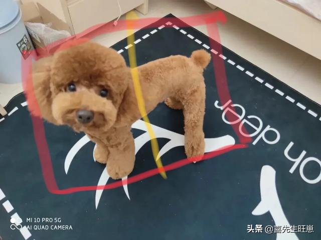 江一燕为狗狗剪毛:狗狗剃毛后会自卑抑郁吗？