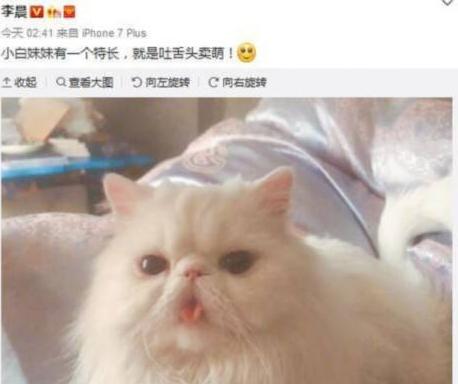 萌猫红小胖万多福开心果幕后花絮:范冰冰恢复晒猫，李晨也曾晒这只猫，你怎么看？