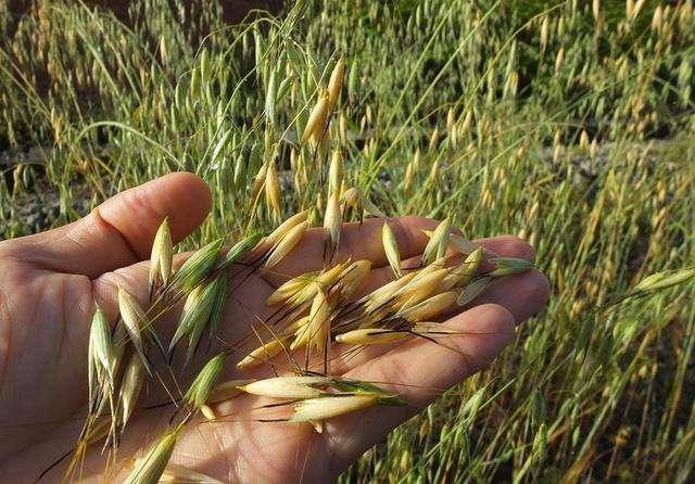 节节麦用什么除草剂，优质小麦田间能打野麦子除草剂吗有什么需要注意的吗