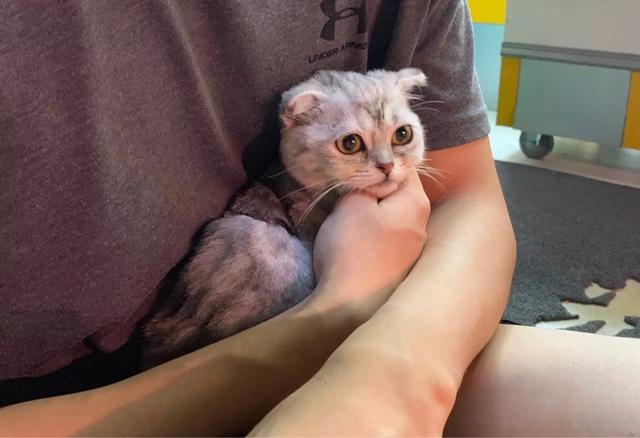 折耳虎斑猫的特点:猫猫耳朵很小，是折耳猫吗？如何辨别呢？