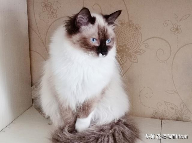 布偶猫园: 布偶猫想圆脸该吃什么，布偶猫想肥脸该吃什么？