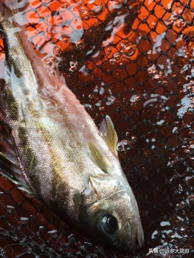 养殖鱼与海水鱼的区别:淡水鱼与海水鱼在饮食习惯上有何区别？