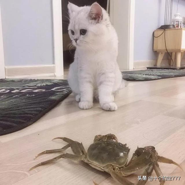 猫的品种及价格:哪些猫咪可以让主人花钱花到哭？