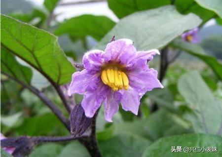 头条问答 茄子落花落果的防治措施有哪些 科技三农科普的回答 0赞