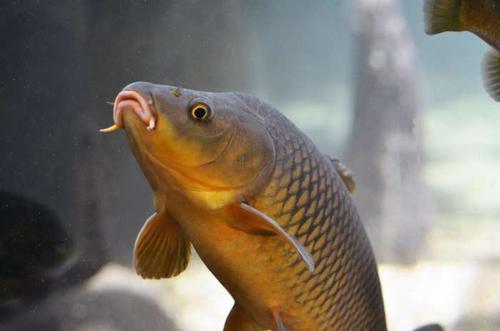 镜鲤是什么鱼，一种没有鳞的鱼，长得像鲤鱼，这是什么鱼？