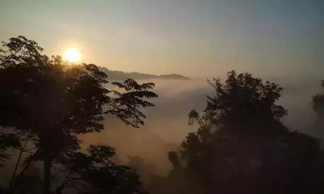 普洱茶的产地在哪里 普洱茶产地哪里的好