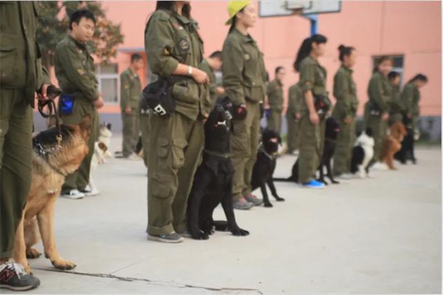 湖南翔鹏训犬学校:学习训犬很难吗？训犬师考证难吗？