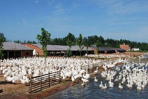 中国畜牧狼才网官网:中国畜牧网最新消息 畜牧养殖行业如何找工作？