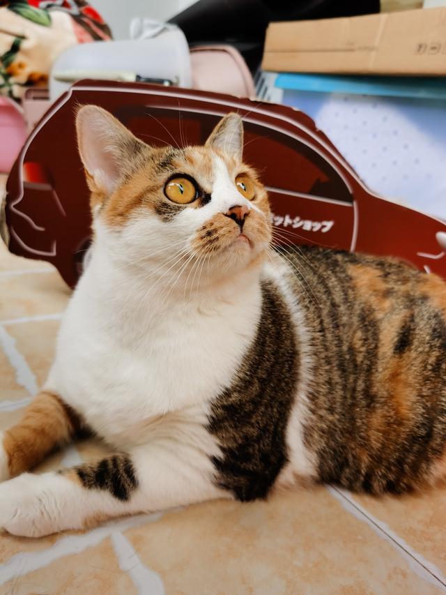 宠物猫种类及图片名称:你养过的最爱的猫咪是哪只？