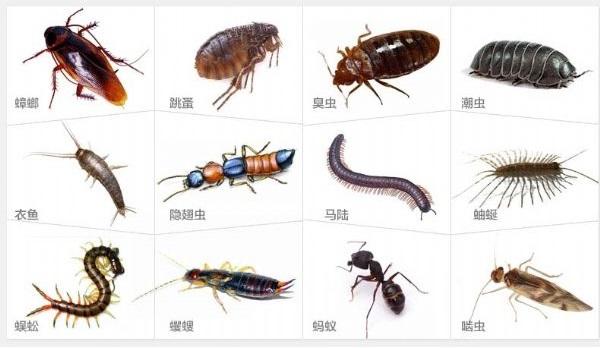 蟑螂吃什么:蟑螂吃什么会死掉 我们这儿把蟑螂称为偷油婆，因为它一生油，它到底吃什么？
