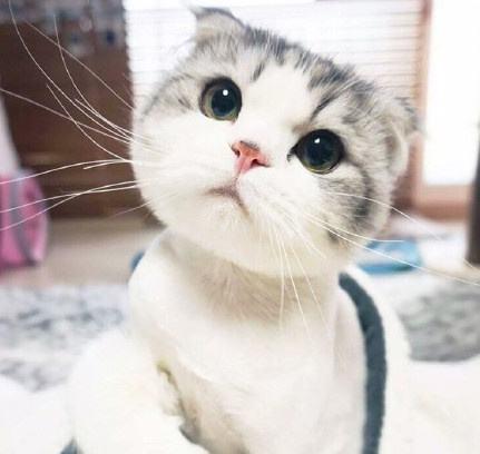 猫看见死亡的双眼剧照:猫死前，是怎么知道自己要死的？