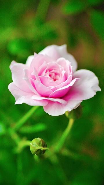 月季花品种介绍:月季花的品种都有哪些 盆栽月季花用什么品种好？