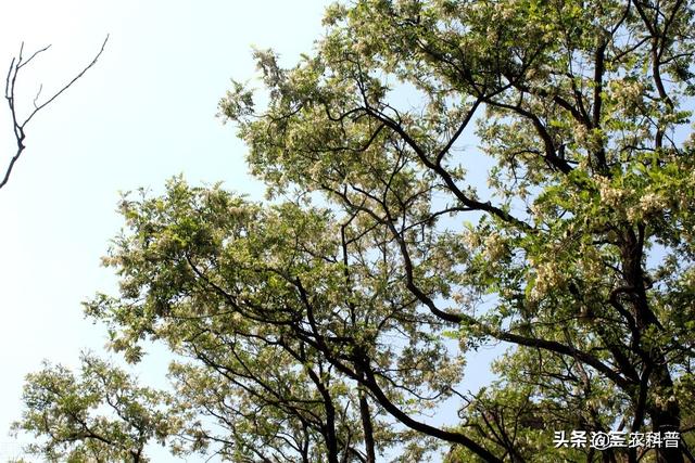 古槐树的灵异事件:白露在即，河南出异象，农村多处洋槐树开花，预示着什么？