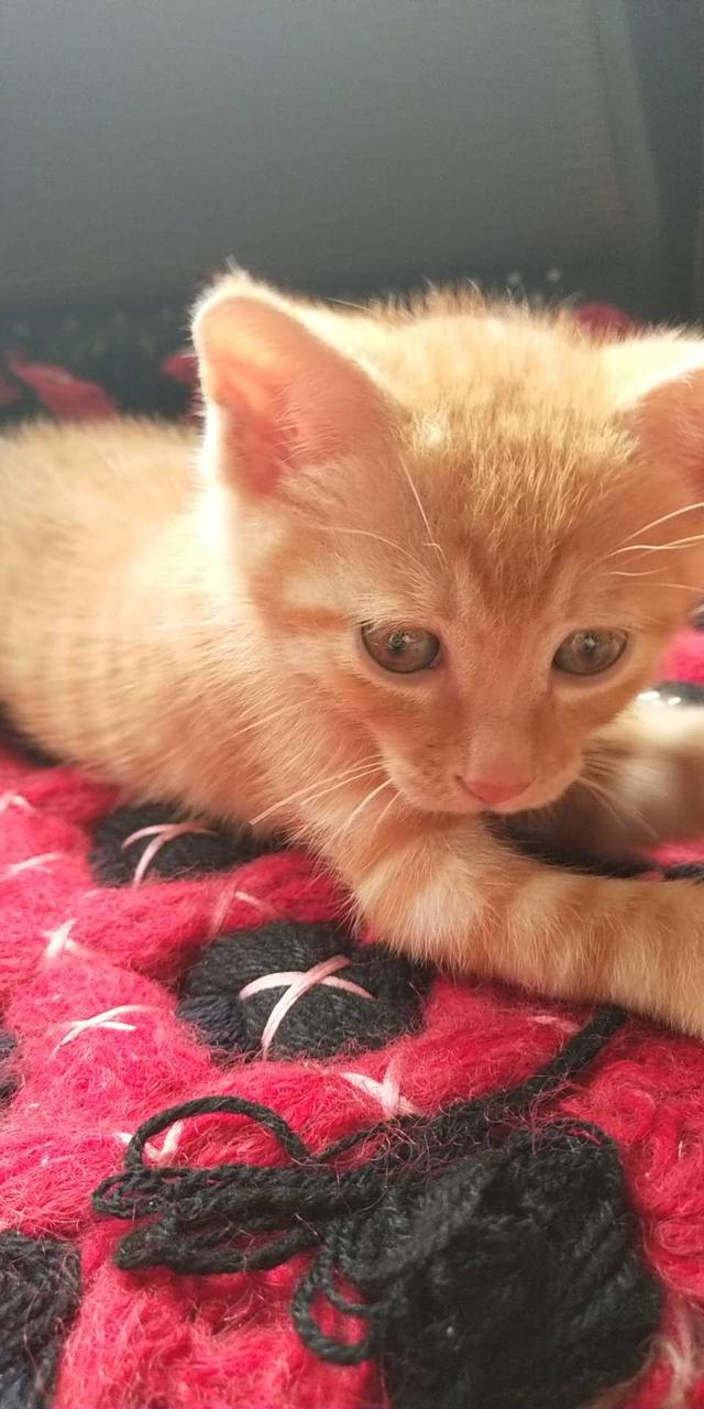 加拿大无毛猫壁纸:过敏性鼻炎，适合养什么猫，真的养不了任何猫吗？