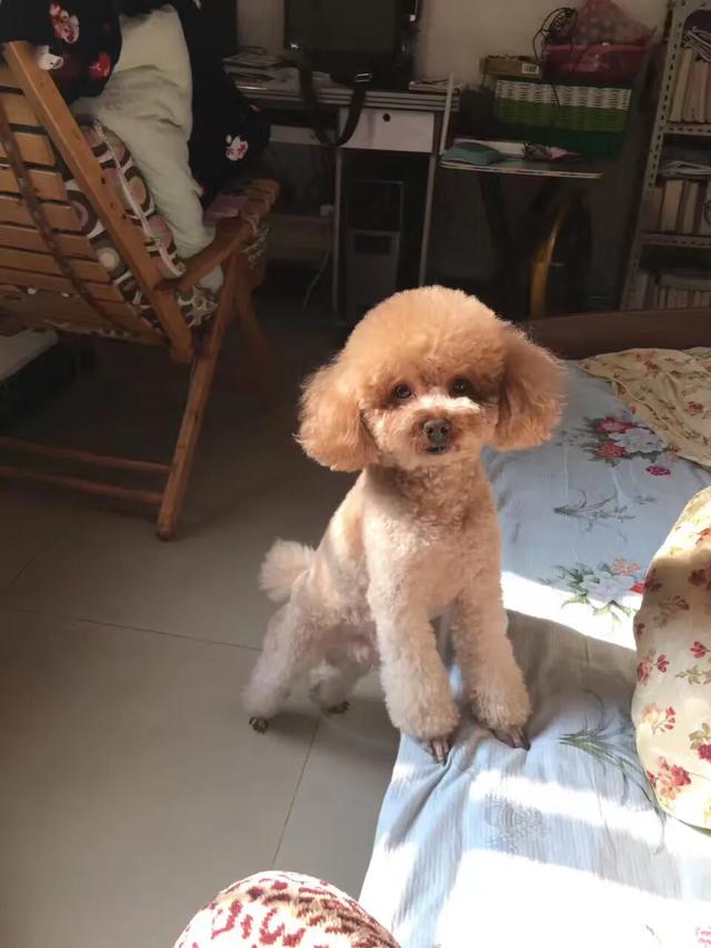 养狗的坏处:养狗的坏处有哪些 遛狗时间太少，对狗狗会有什么危害？