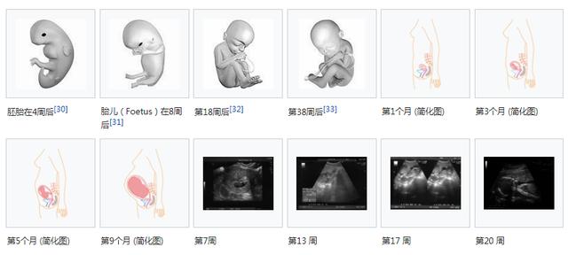 那不勒斯獒:我国哪种狗是世界上排行第一的猎狗？为什么？