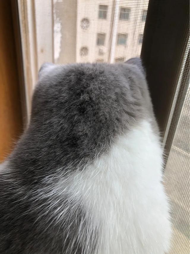 萌猫咪图片:我想大量云吸猫！请有猫咪的友友们发些你家猫咪的萌照给我看看？ 猫图片大全可爱