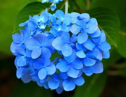 八仙花图片:绣球花应该在什么时间段浇水？早晨和下午哪个时段更好一些？