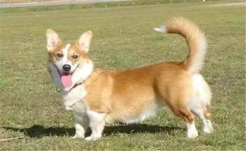 猫狗:为什么猫狗打斗狗总处于下风？如果真的打起来，狗能打过猫吗？