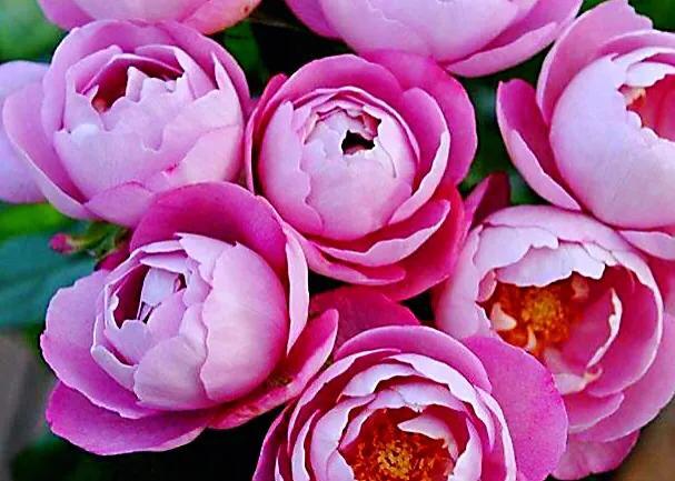 最香的几款月季品种是什么？插图100