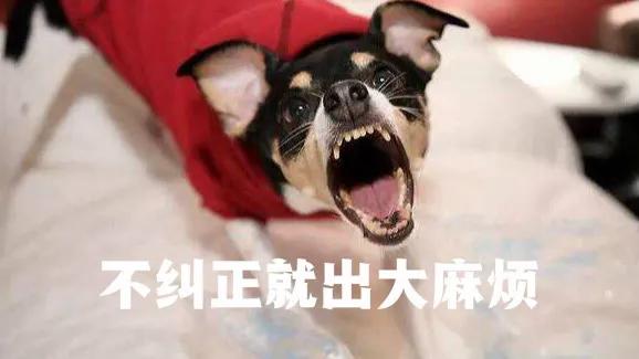 宠物知识问答:饲养幼犬时，主人要记住哪些事？