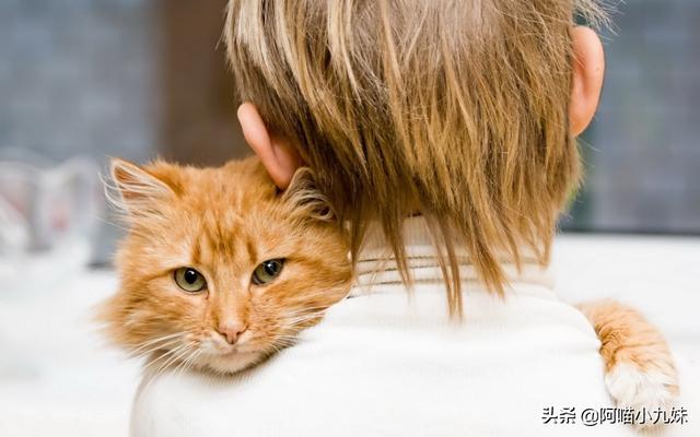 广州领养猫狗要钱嘛:领养家生田园猫需要支付钱正常吗？