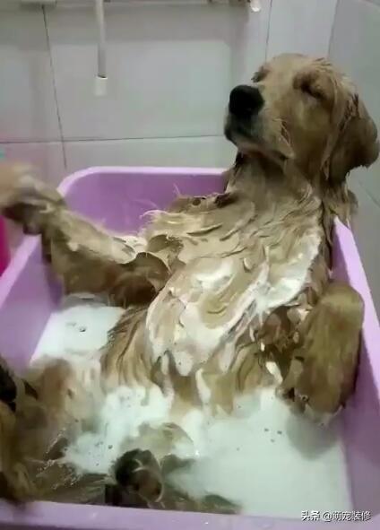金毛体臭:金毛犬身上什么地方最容易臭？