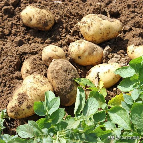 市面上的土豆越来越大，究竟和膨大剂有没有关系？你会吃吗？插图41