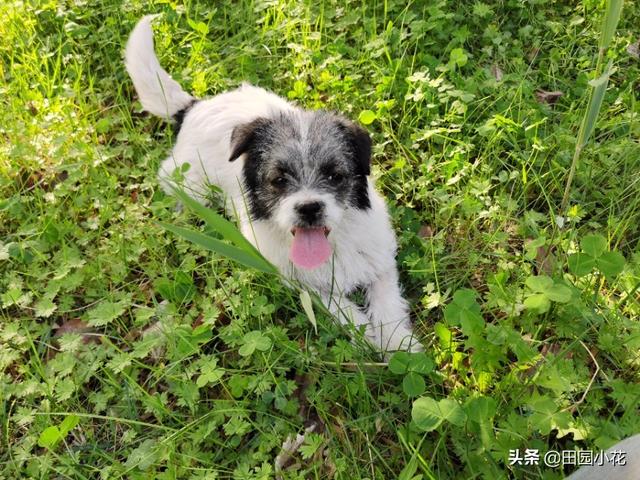 捡到一只流浪狗:收养流浪狗，是什么样的体验？