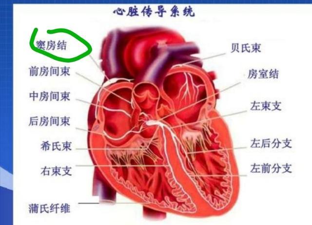 心率变异性怎么解读，什么叫“窦性心律”？会影响身体吗？