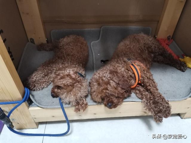 可卡价格:英国可卡犬1只大概多少RMB？ 可卡价格