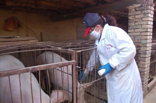 猪的细小病毒症状:后备母猪流行性腹泻可以免细小病毒苗吗？